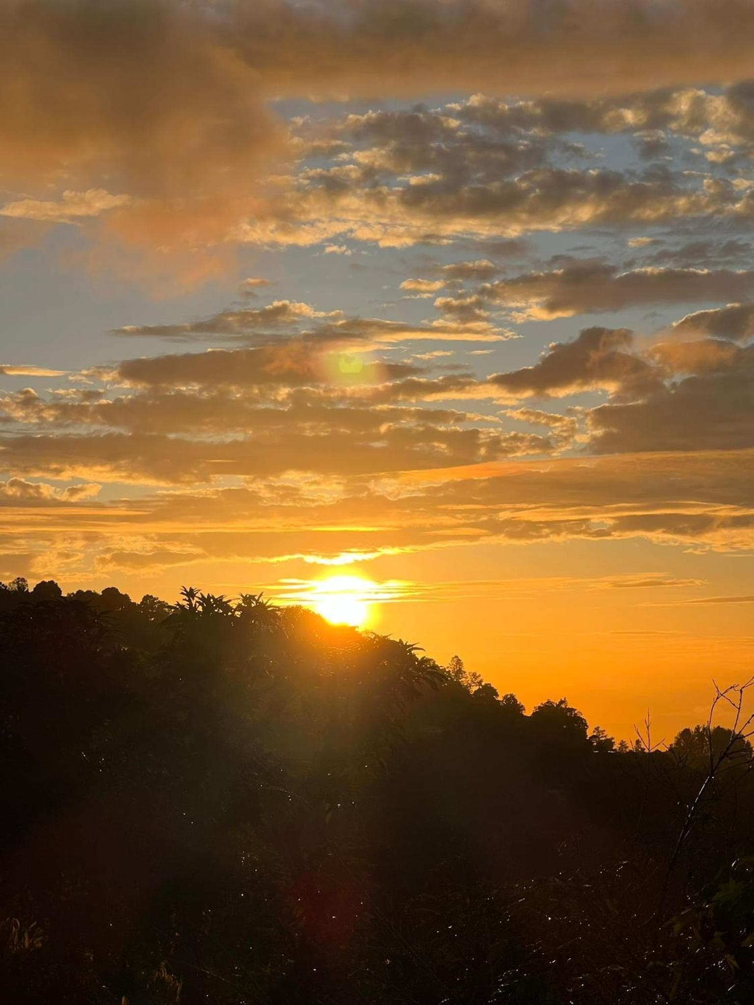 Adella's Blue Mountain Coffee Farmstay