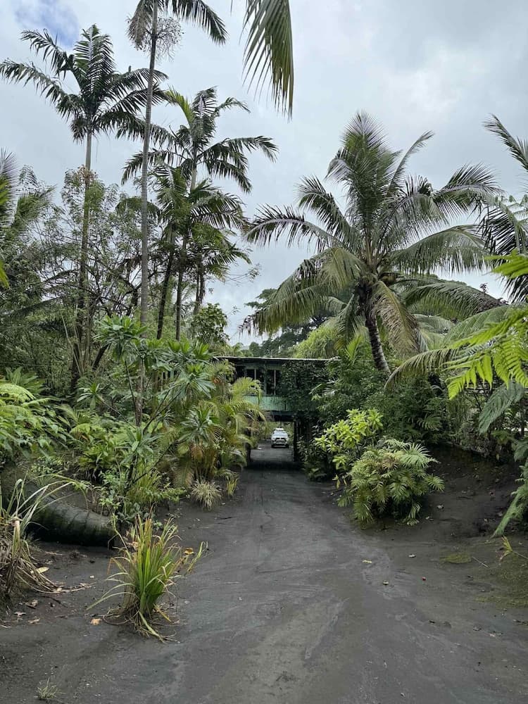 Jungle Oasis