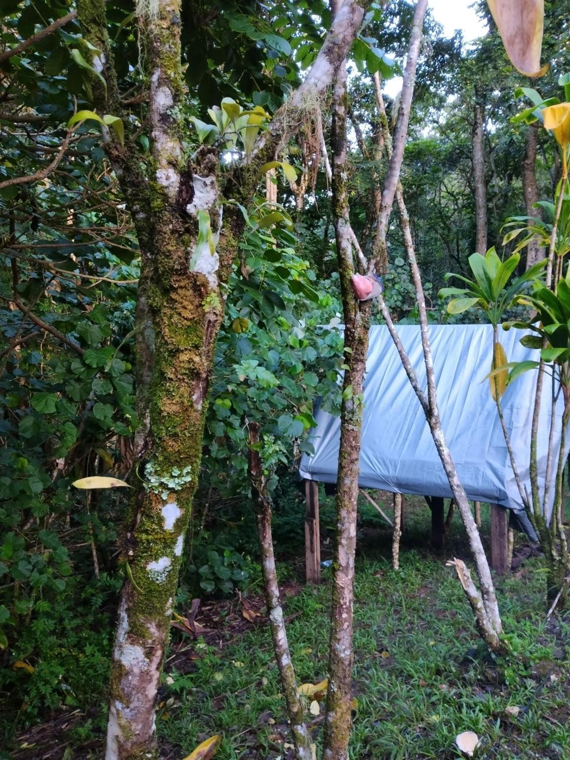 Tahiti Natura Lodge