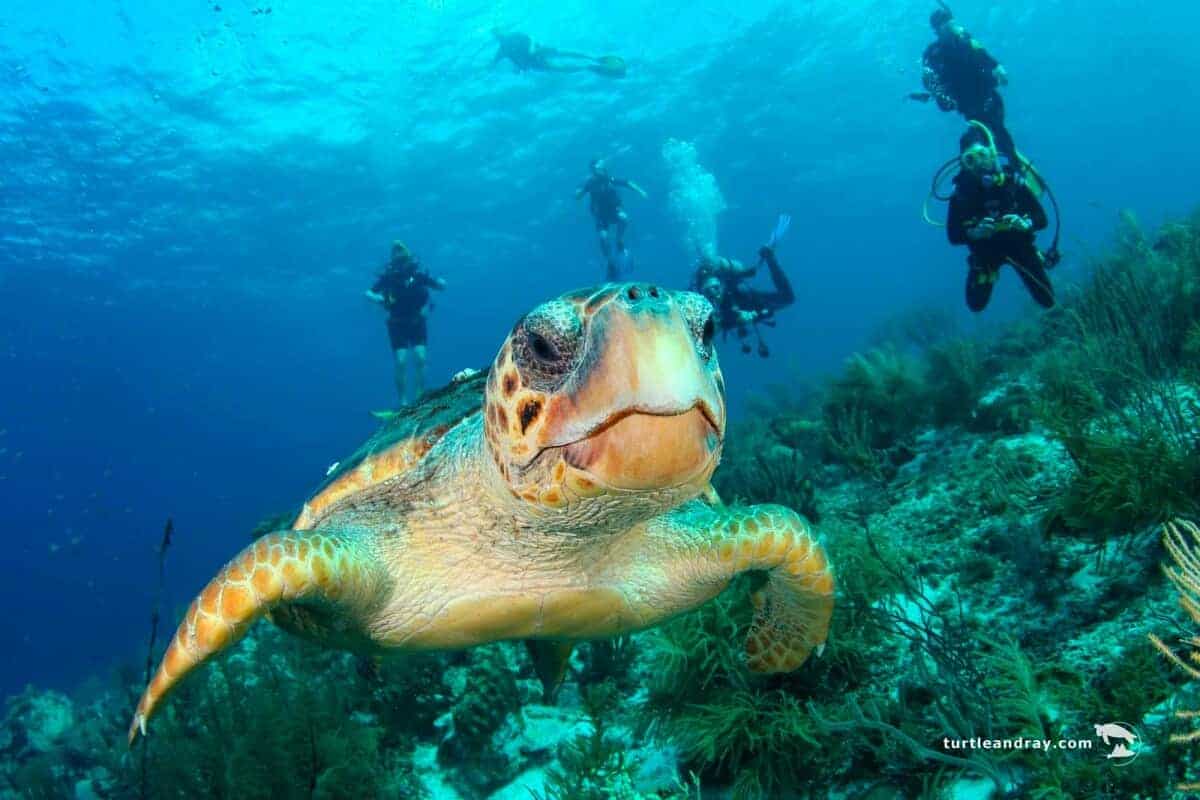 diving klein curacao turtle